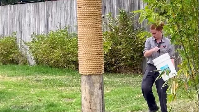 爬树躲老虎_试试看