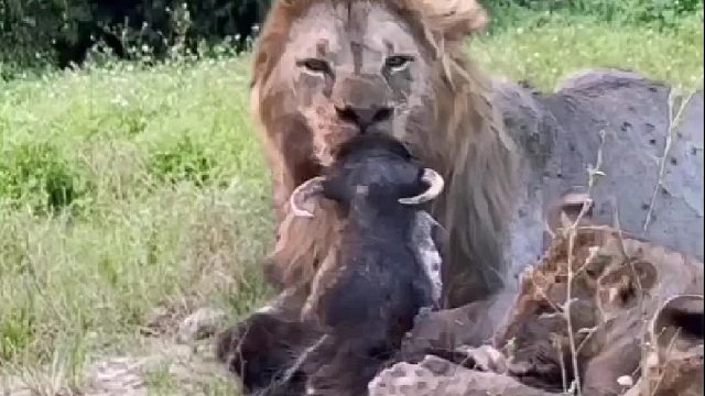 狮子为何会对疣猪头产生如此奇特的行为？