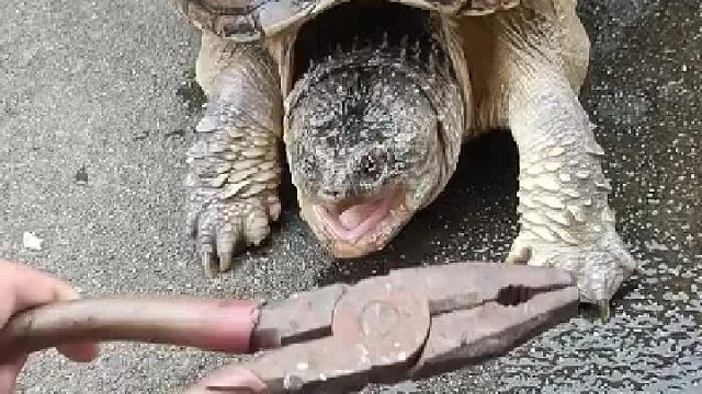 铁钳测试鳄鳄鱼龟太硬了卡牙齿