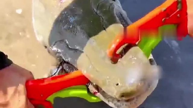 外来物种，不能再放水里的