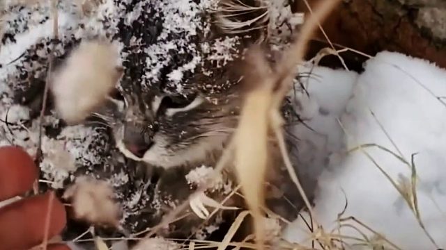 小哥风雪夜捡了一只孤单的小猫咪，带回家照顾半年后才发现情况不简单无奈作别