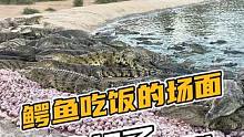 鳄鱼吃鸡头 鳄鱼吃饭的场面，像极了......#鳄鱼 #鳄珍 #鳄鱼养殖场