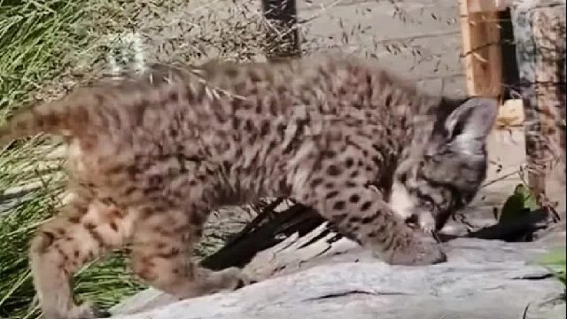 小姐姐发现院子里来了一只小猫咪，好心收养不久却发现情况不简单