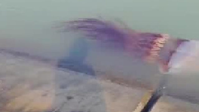 2米长的水母，你见过吗？