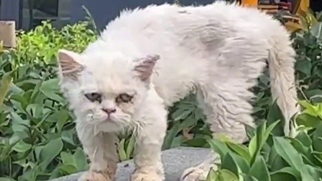 女生收养流浪猫咪，精心照顾后判若两猫，小猫咪遇到了生命的光