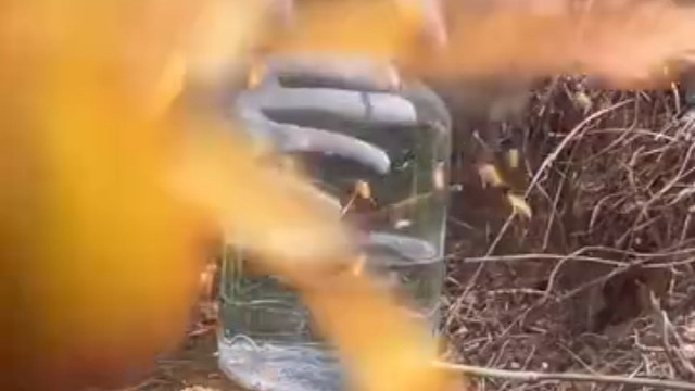 马蜂也是想不到是这样死的