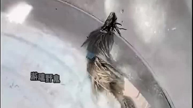 这是水龙吗  ？