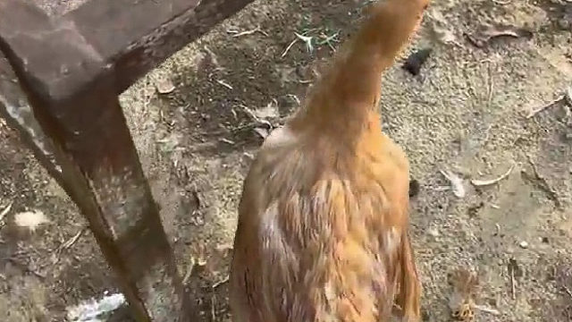 人要是掉进去会怎么样？