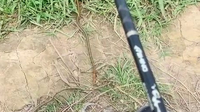 钓鱼遇到小青蛇该肿么办
