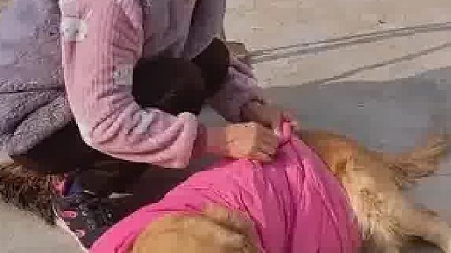 天气越来越冷，好心奶奶给自家的狗狗们穿上自己亲手改制的棉袄....