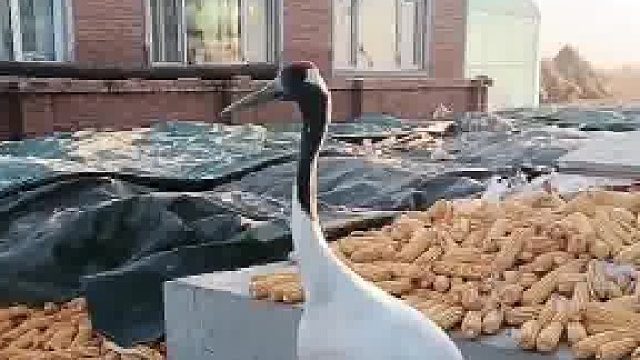 等我先炫饱的 人与动物的美好邂逅