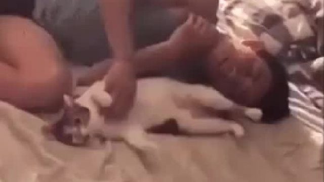 主人教猫猫在床上睡觉，猫咪学的有模有样！