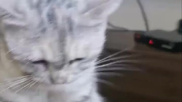 主人摸了下猫的爪子，它都要重新舔一遍！