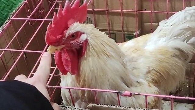 2023全新版本沙雕“斗鸡”