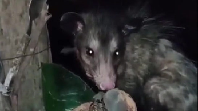 这是狗还是老鼠啊