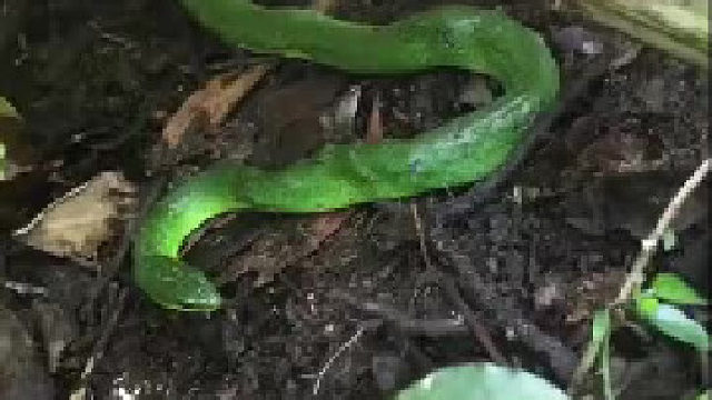 这蛇怎么不反抗一下