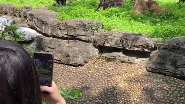 凯撒：没办法，给的实在是太多了