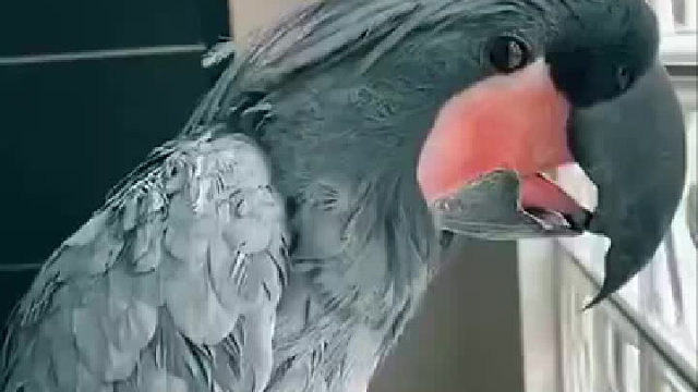 这食物比我的更美味