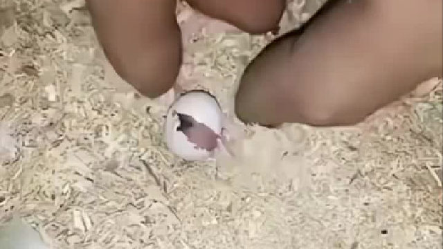 手养鹦鹉38天全过程，真是又当爹又当妈