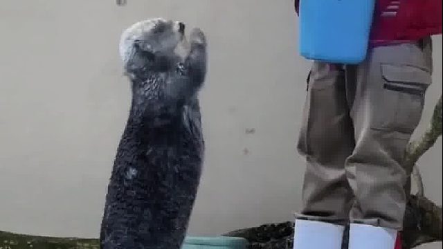 懂事的小海獭主动帮爷爷收拾卫生，背后的原因让人破防了