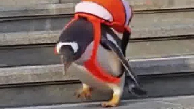 没事！等逃学企鹅 活动开了就好了……