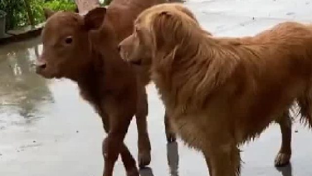 金毛遇见了 它的新朋友，以为是没见过的品种狗 没想到是牛，这感情好 没一会就亲一口