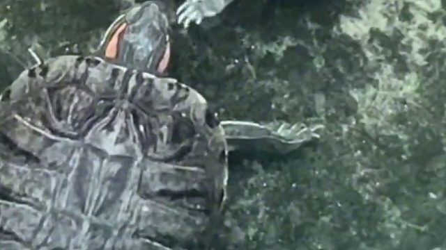 这是乌龟的求偶方式吗