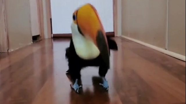 巨嘴鸟想跟饲养员回家，这天终于实现了愿望