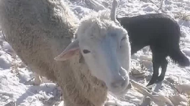 主人雪后带羊在户外吃草，吃着吃着身体突然僵硬不动了