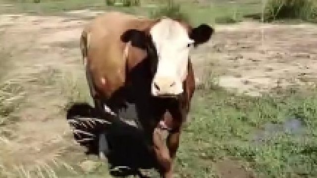 第一次在牛身上看到了慌张