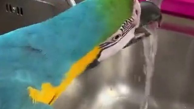 懂得自己开水龙头喝水的鹦鹉…喝完还知道随手关水