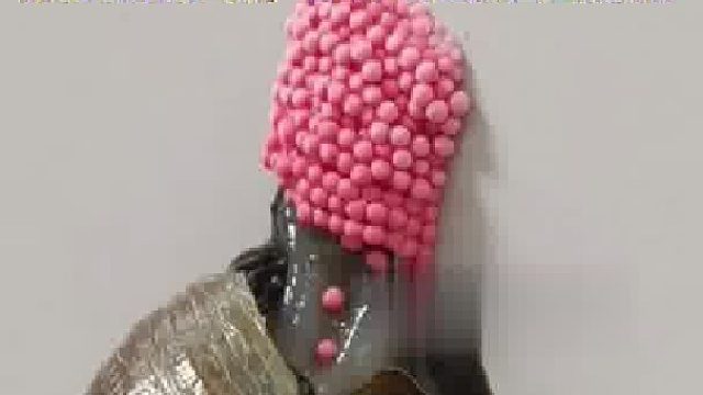 水印-一位网友晒出福寿螺产卵过程，直呼：路边的大螺丝不要随便捡