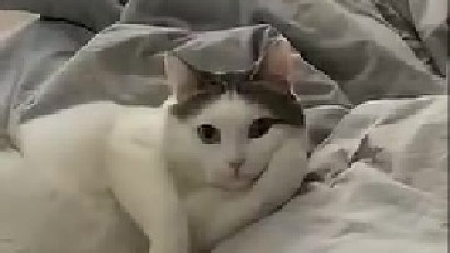 被这只猫撩到了！