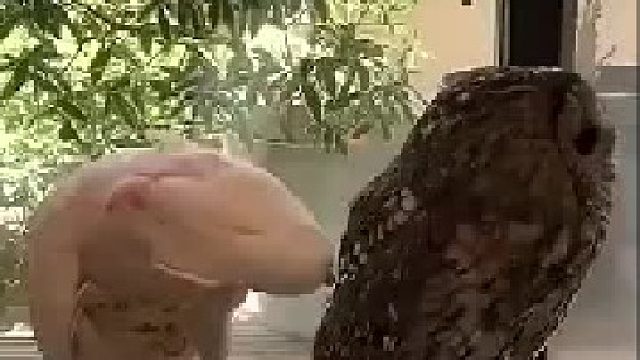 猫头鹰：你个死鹦鹉总掀人家裙子干嘛呀！