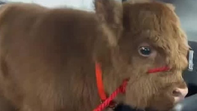 大叔花高价买了只小牛当宠物，养大后才发现买了头牛魔王