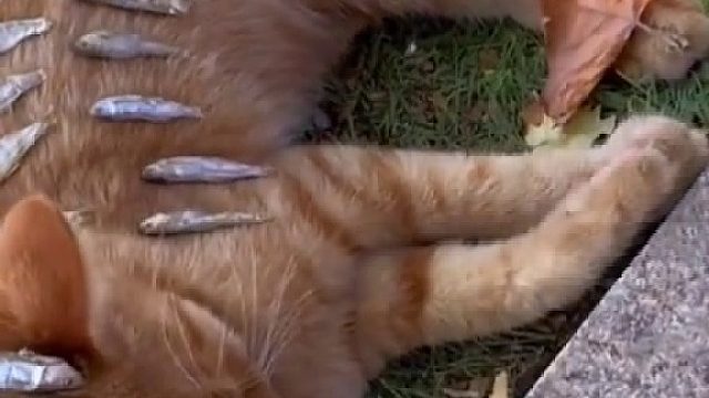 大橘猫躺在路边睡觉，被路人放了一身小鱼干拍照