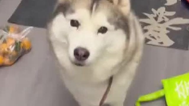 狗： 医生都说了。饭后不让运动
