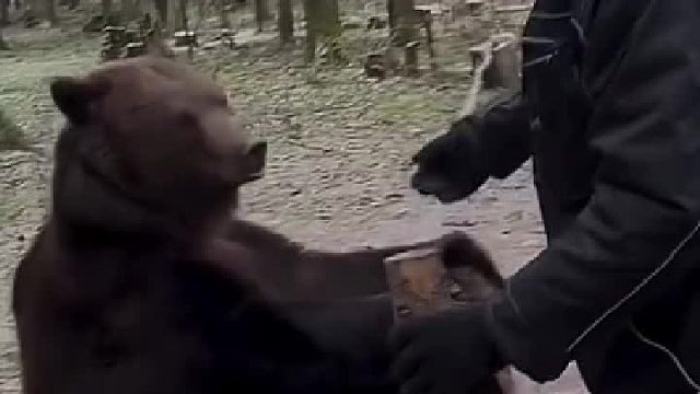 俄罗斯的熊是真的能听懂话呀