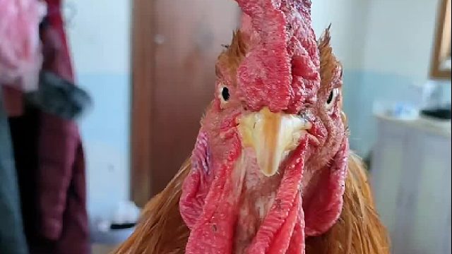 鸡身上的部位你都能知道吗？