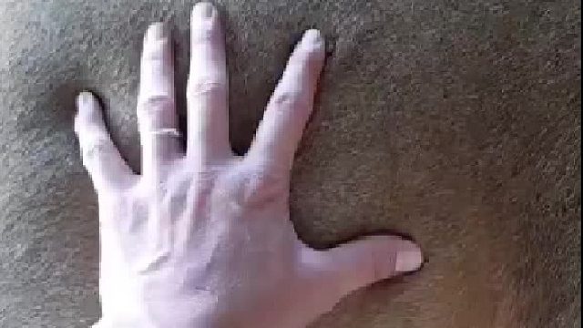 家里养的狗，手感不错