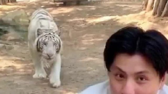 老虎一掌不是有600斤的力量吗、怎么打不碎玻璃