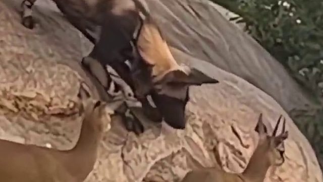 鬣狗想吃掉山羊！