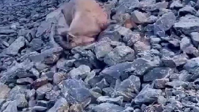 那只羊还好吗？