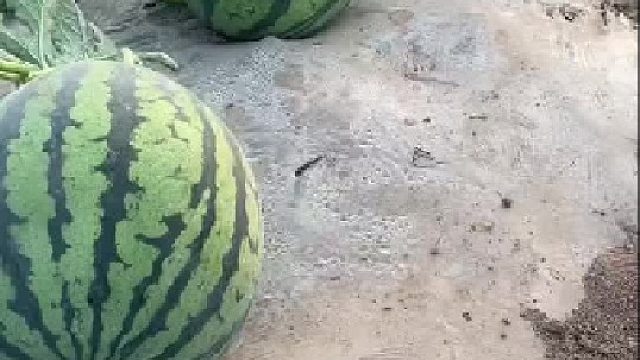 这么粉嫩的红壤不多见了[我想静静]