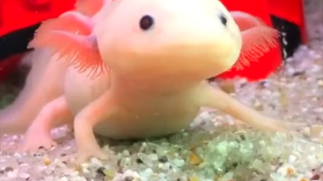 食物从天而降掠过口前，鈍口螈迟几秒才张口，快、狠，但不准