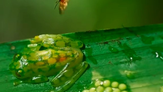 树蛙使出绝世无影脚，一下子就把想偷吃蛙卵的蜜蜂，踢开了。