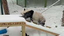 大熊猫铲雪技术哪家强？“灵岩”滑滑梯愣是把雪滑没了