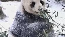 12月17日，山东威海，大熊猫雪中化身“吃播”。网友：今天是开心的“糖霜小熊”~#山东dou知道 #