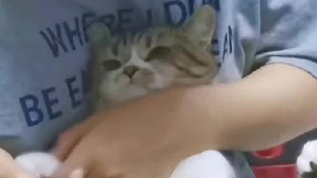 猫：你知道我从小就离开了妈妈