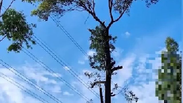 堪比现实版“六脉神剑”，激光炮砍树原理是啥01